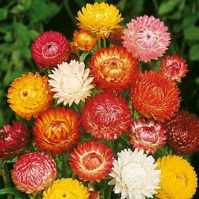 Gói 100 Hạt Giống Hoa Bất Tử Nhiều Màu- Nanuseeds Gói 100 Hạt Giống Hoa Bất Tử Nhiều Màu- Nanuseeds