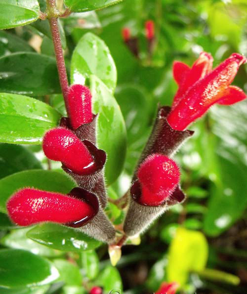 Chậu cây giống hoa lan son môi đỏ kèm chậu treo như hình - Lipstick Plant - Aeschynanthus lobbiana