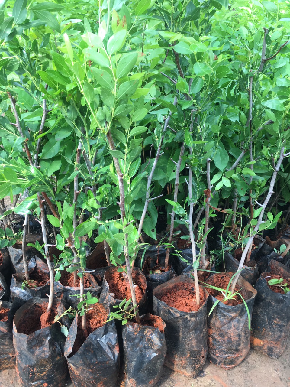 Cây Giống Hồng Táo