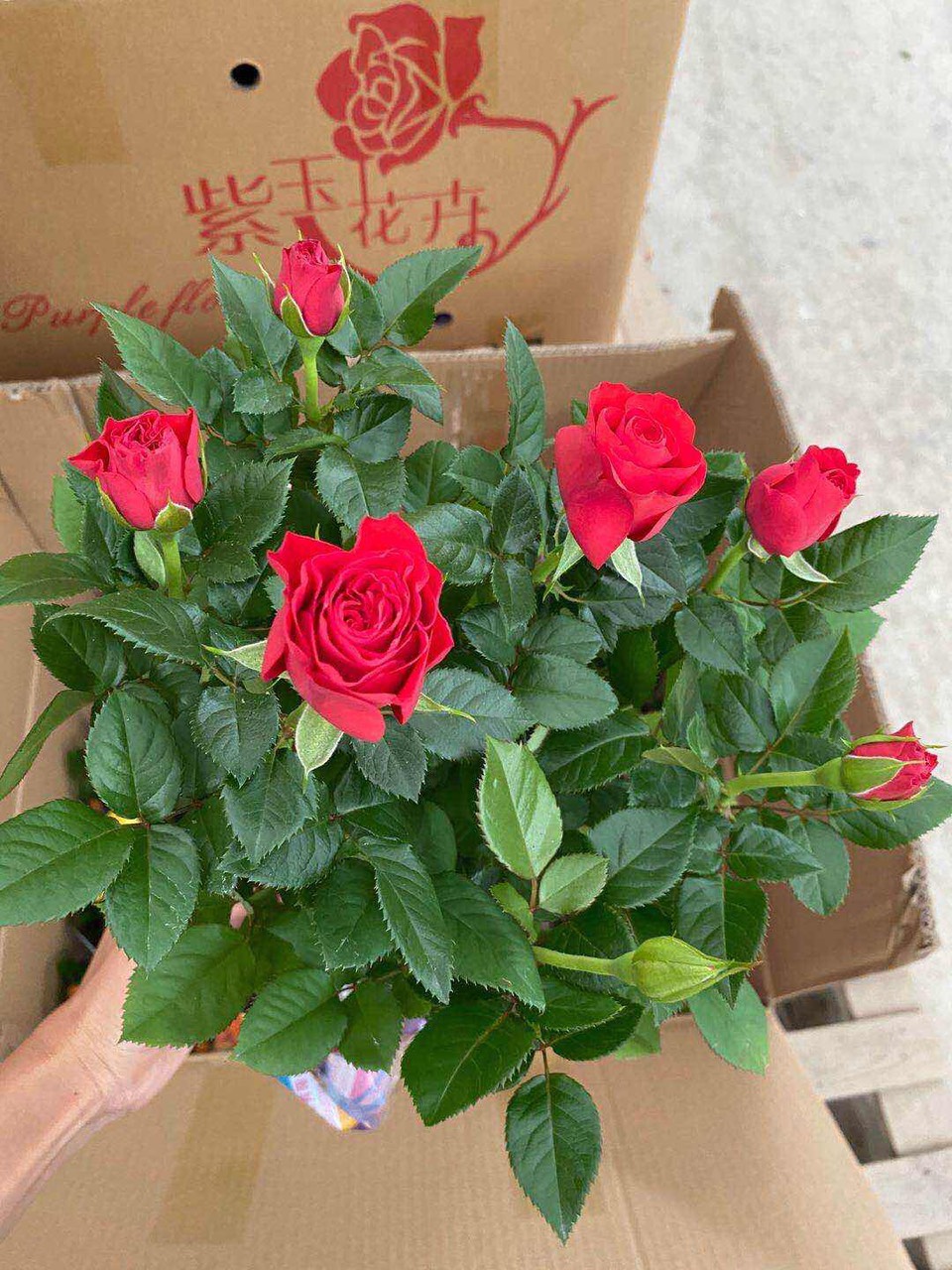 Hoa hồng bụi Tezza Rose Hien Garden