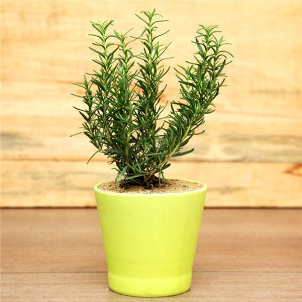 Chậu cây hương thảo - Rosemary - Rosmarinus officinalis