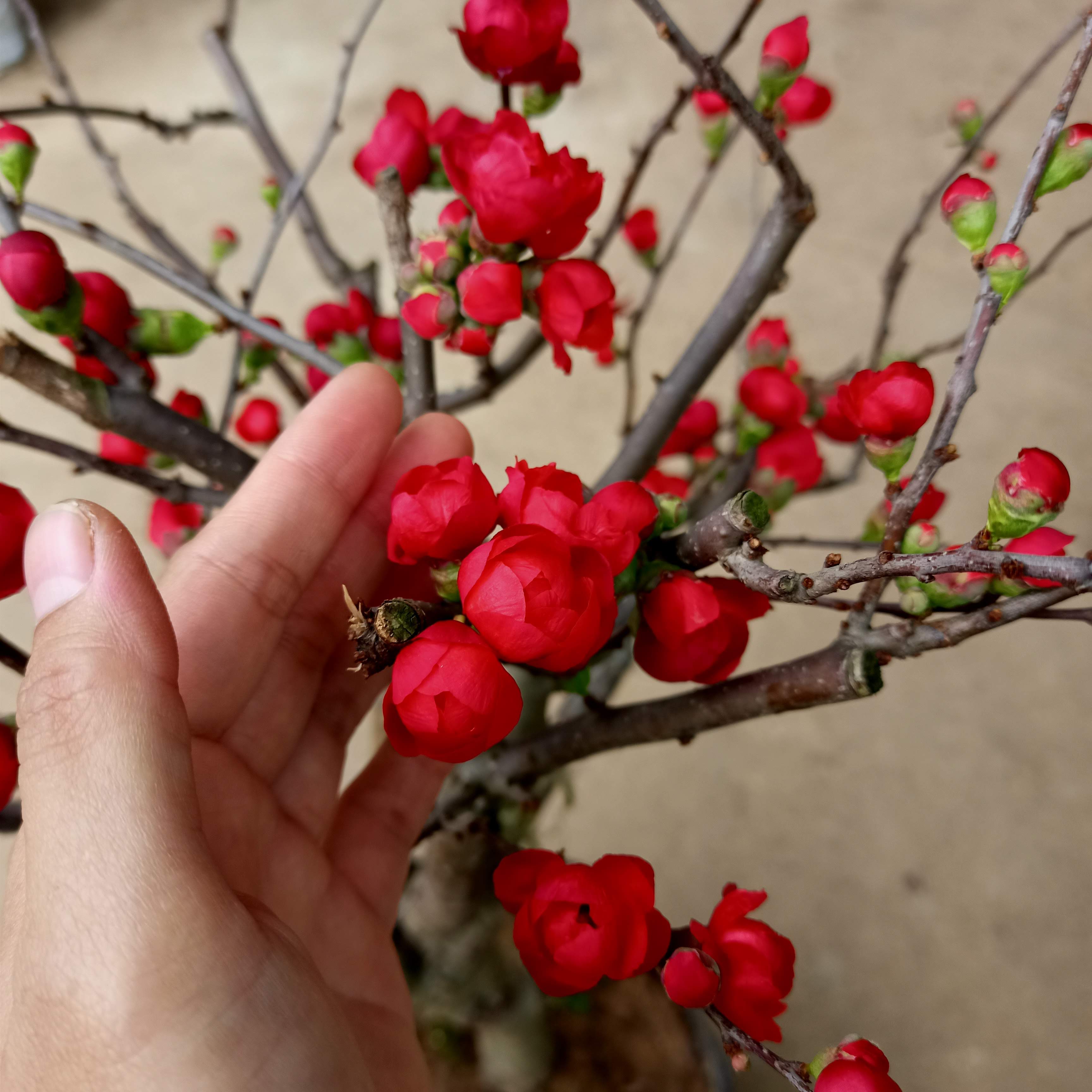 Cây mai đỏ đang nụ cho hoa tết Nguyên Đán 2022 - Chaenomeles