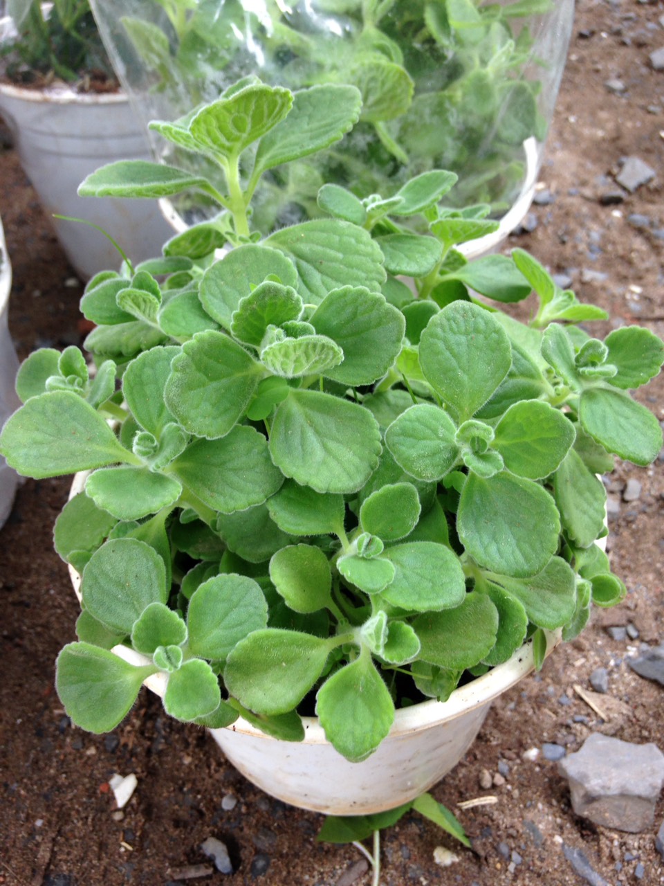 Chậu cây Nhất Mạt Hương - Sen Đá Lá Thơm mùi bạc hà - Plectranthus hadiensis var tomentosa