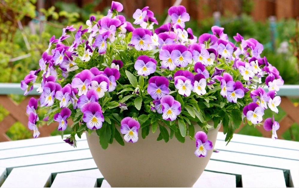 Hạt giống Hoa Pansy Nhiều Màu