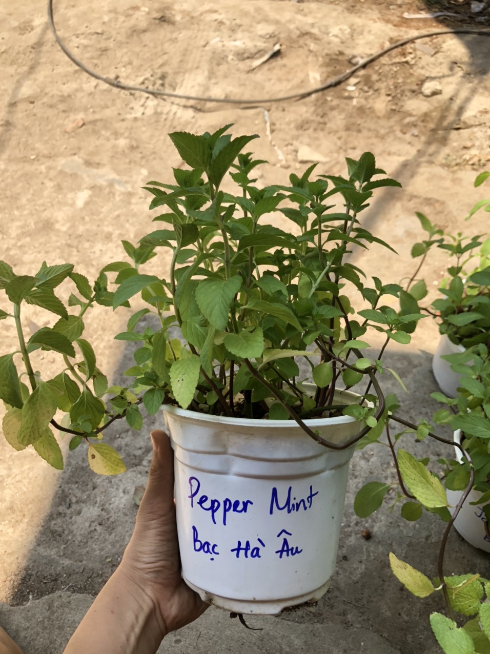 Chậu cây bạc hà Pepper Mint