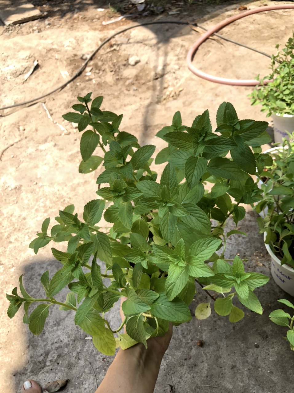 Chậu cây bạc hà Pepper Mint