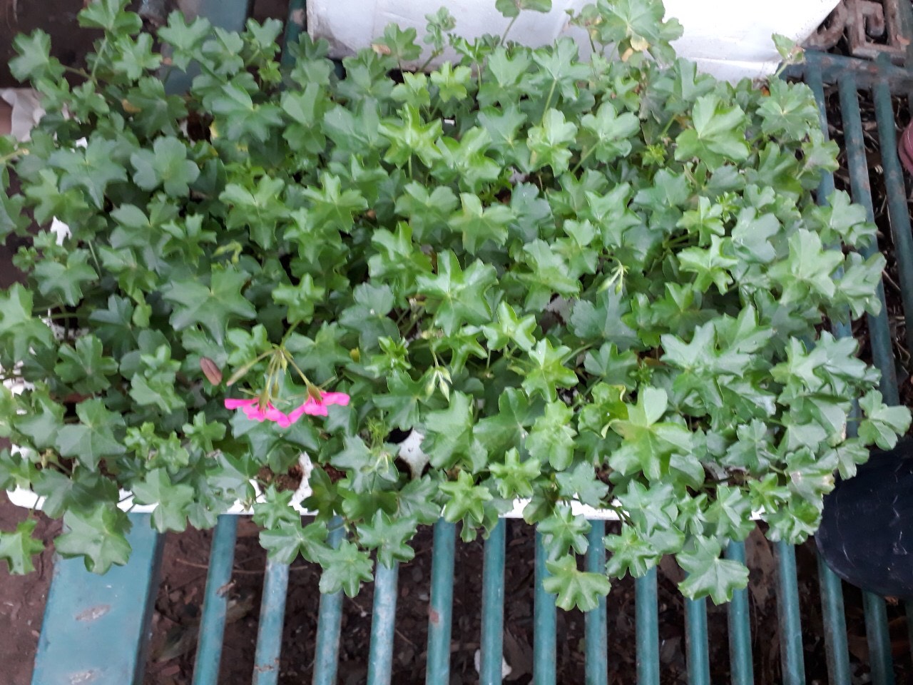 Cây Giống Cấy Mô] Combo 10 Cây Giống Hoa Phong Lữ Thảo Rũ Màu Hồng - Hoa