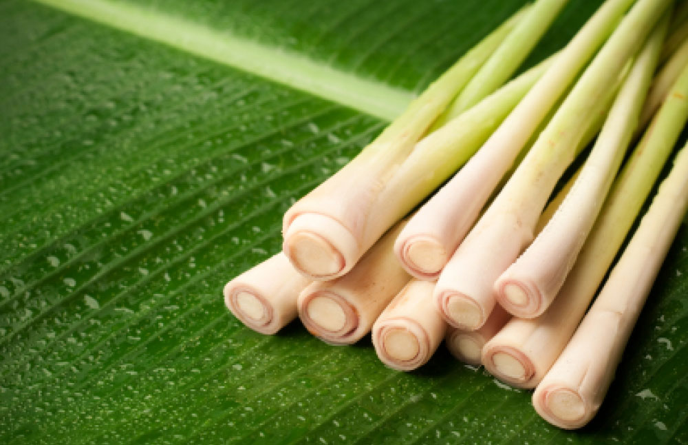Gói 10 hạt giống Sả Chanh