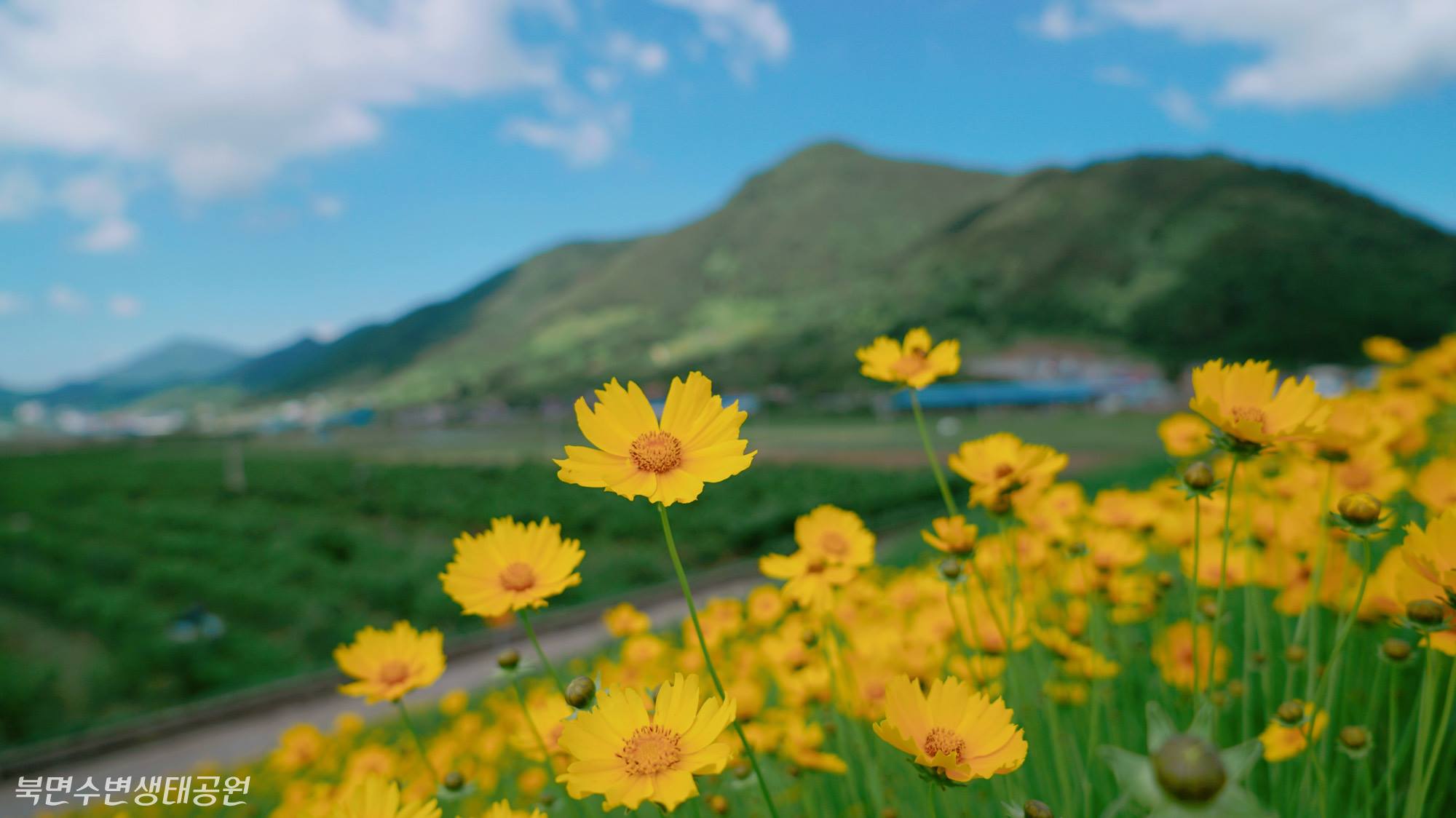 Gói 30 Hạt Giống Hoa Sao Nháy Nhiều Màu Vàng - Cam - Gold - Nanuseeds