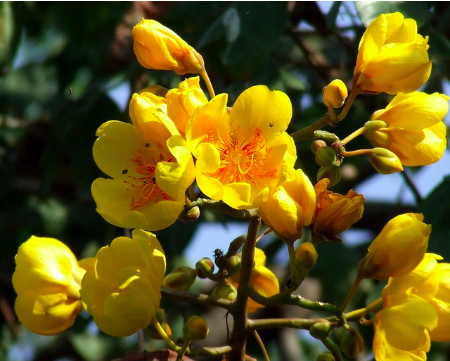 Chậu cây mai hoa đăng/ Huỳnh hoa đăng - Cochlopermaceae Chậu Cây Mai Hoa Đăng/ Huỳnh Hoa Đăng - Cochlopermaceae