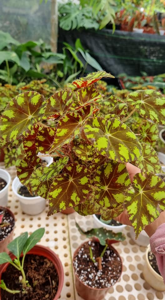 Cây giống Thu Hải Đường Begonia Bowerae Tiger - giống sưu tầm màu độc lạ