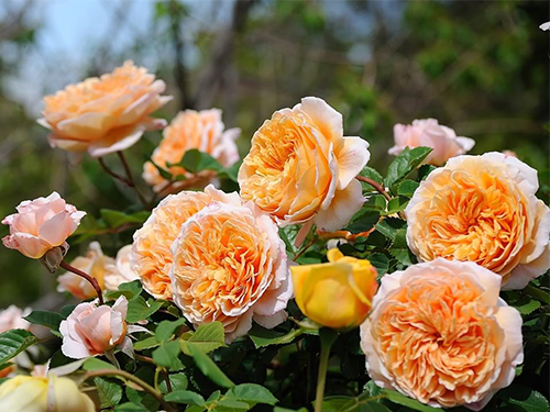 Hoa hồng leo Crown Princess Margareta Rose HienGaren