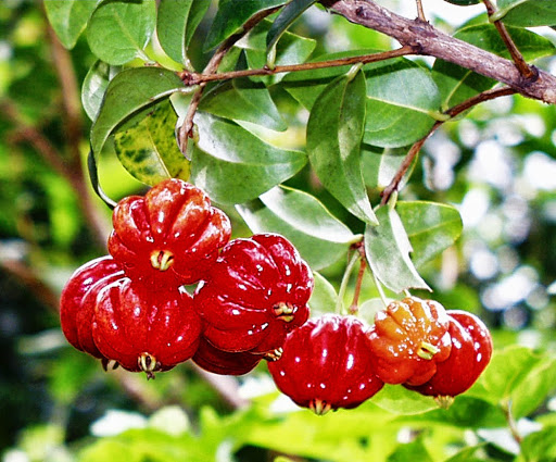 Cây giống Cherry Surinam - Giống Cherry Khía 8 múi ngoại nhập hay còn gọi Anh Đào Đen xuất xứ Brazil