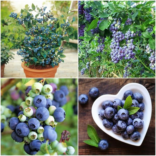 Cây Việt Quất tứ quý (Blueberry) trưởng thành, ra trái 4 mùa quanh năm - giống siêu
