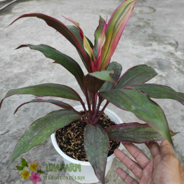 Cây giống phát tài thái - CayGiongTot Cây Giống Phát Tài Thái - Caygiongtot