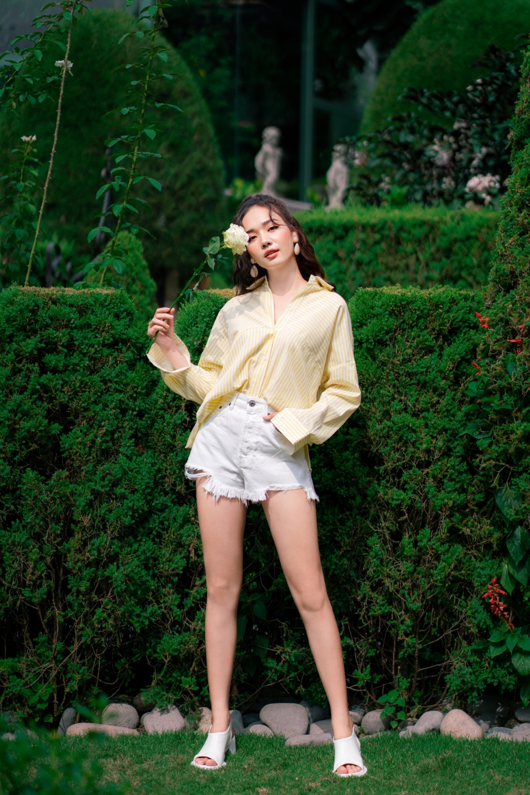 SƠ MI CÁNH DƠI KẺ VÀNG