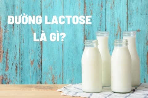 Lactose là gì? Lactose có trong thực phẩm nào?
