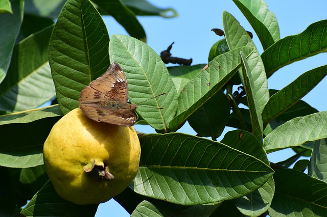 Lưu ý khi ăn ổi