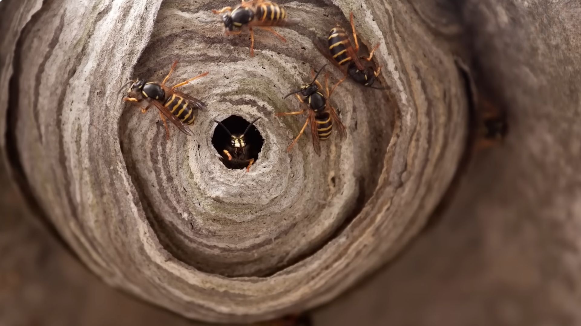 Ngăn chặn ong xây tổ