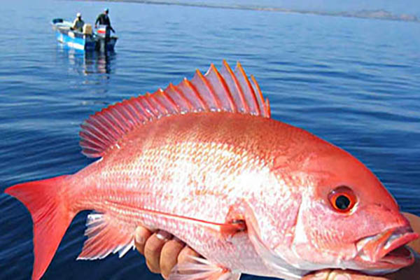 Câu được cá “khủng” dài 1 mét, nặng 22kg và hành động bất ngờ
