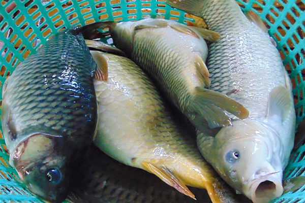 Thủy quái cá chép siêu to khủng lồ hơn nửa tạ cắn câu cần thủ