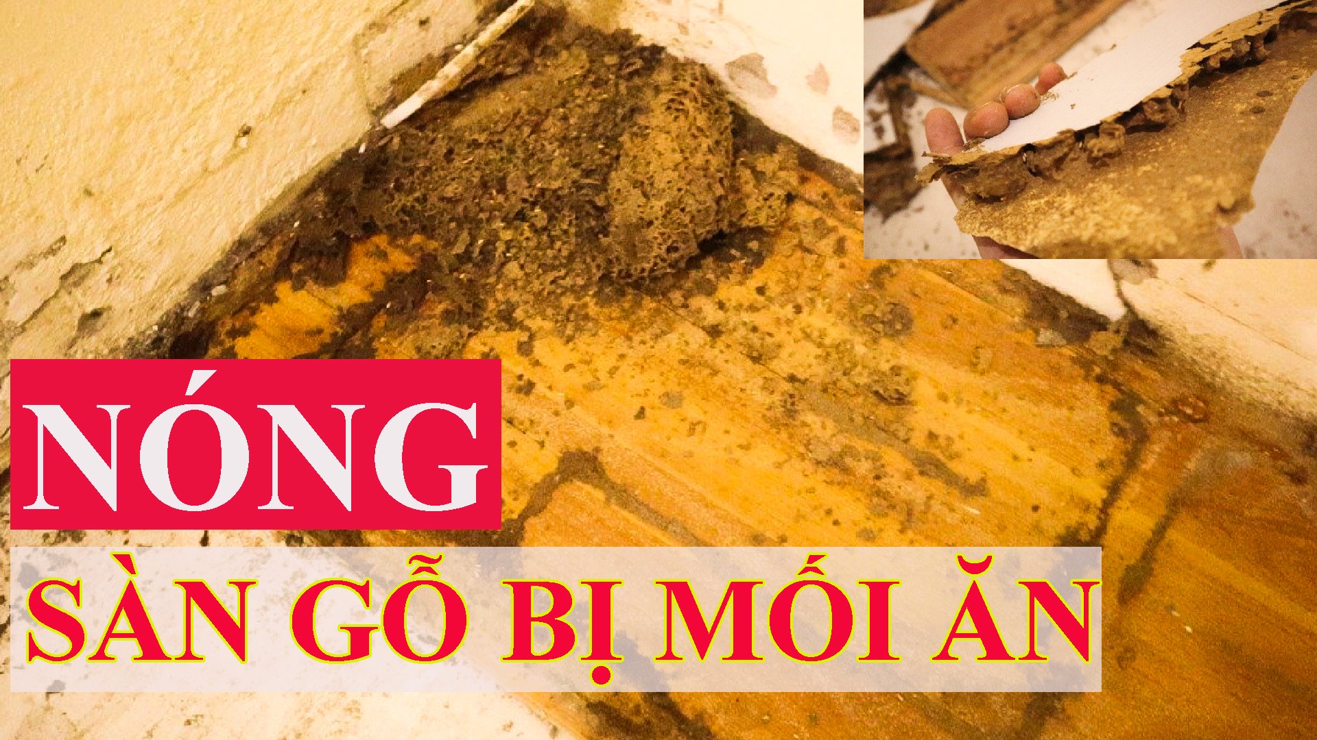 BIẾN CỰC CĂNG - Sàn gỗ công nghiệp bị mối ăn và phương án xử lý có 1-0-2