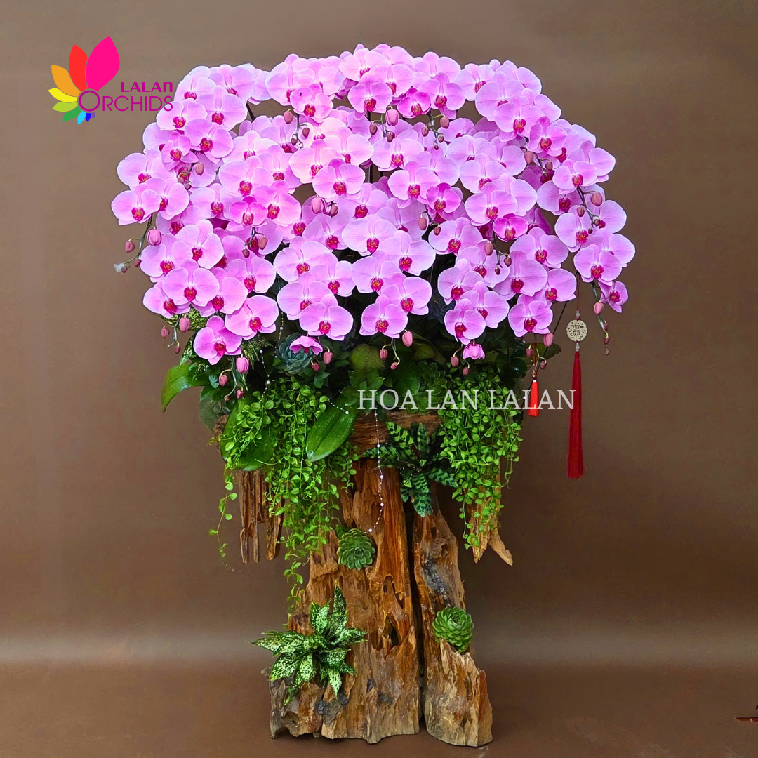 LAN HỒ ĐIỆP DÂNG PHẬT - VẺ ĐẸP GỬI TRỌN LÒNG THÀNH