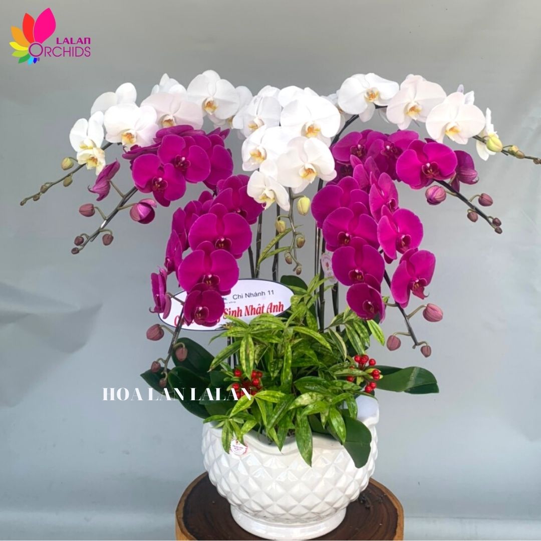 Chậu hoa lan hồ điệp trắng, tím 7 cành - LHD 195 Chậu Hoa Lan Hồ Điệp Trắng, Tím 7 Cành - Lhd 195