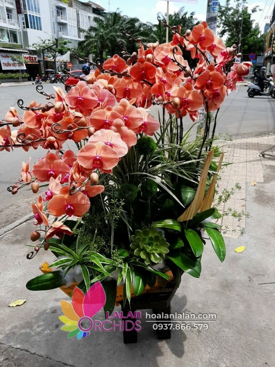 chậu lan hồ điệp cam