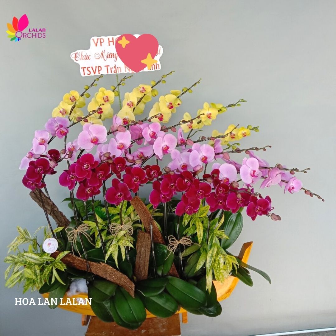 Lan hồ điệp thuyền hoa 20 cành sang trọng hoalanlalan.com