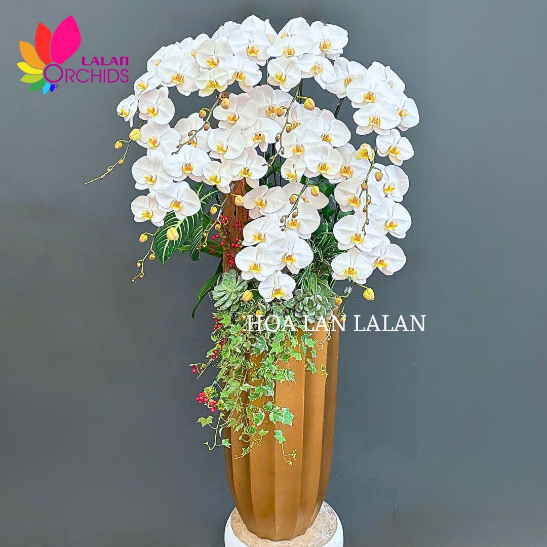 Chậu lan hồ điệp trắng cắm kiểu 