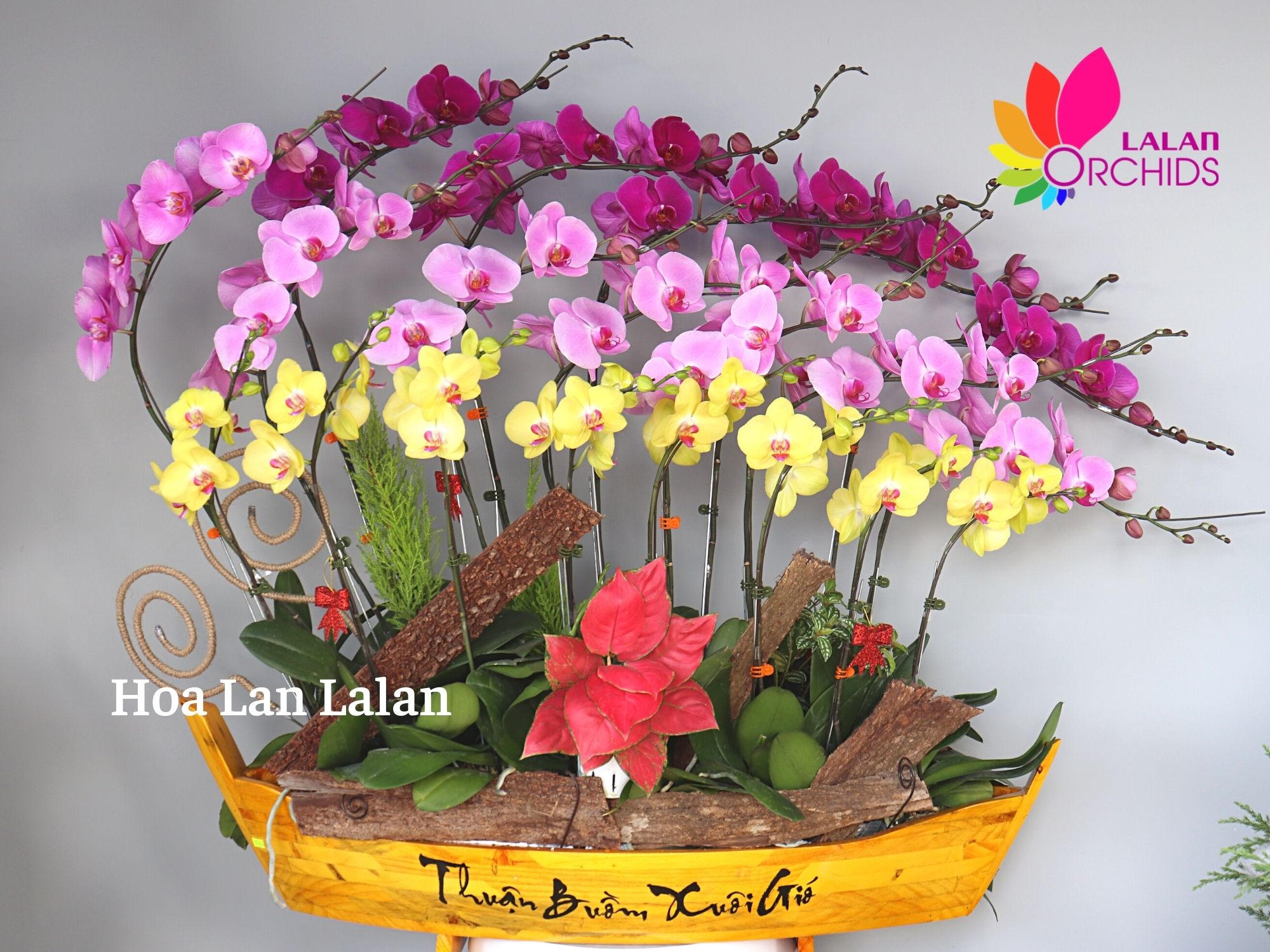Thuyền lan hồ điệp thuận buồm xuôi gió - LHD 132 hoalanlalan.com Thuyền Lan Hồ Điệp Thuận Buồm Xuôi Gió - Lhd 132 Hoalanlalan.Com