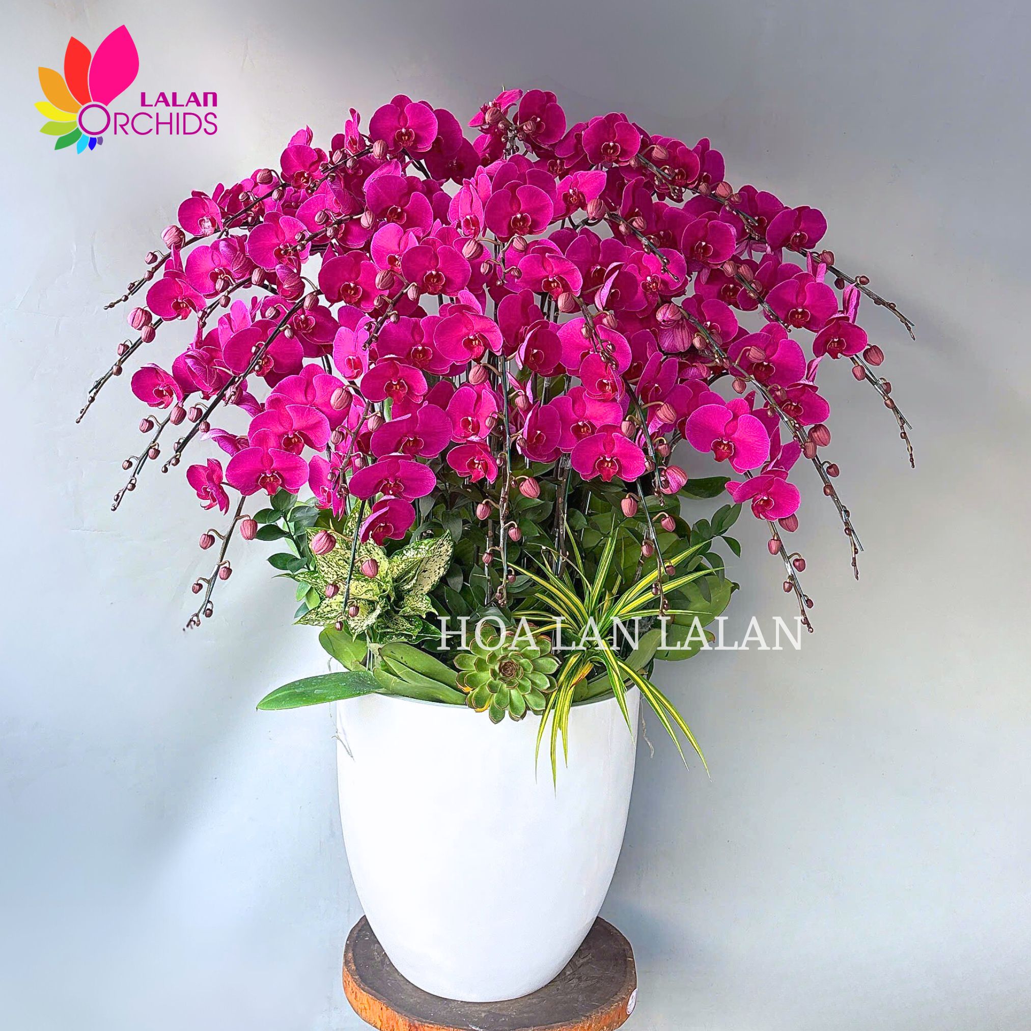 lan hồ điệp tím; hoa lan hồ điệp tím; hoa lan tím; lan tím; hoa phong lan tím; chậu lan hồ điệp tím; hồ điệp tím; chậu lan tím