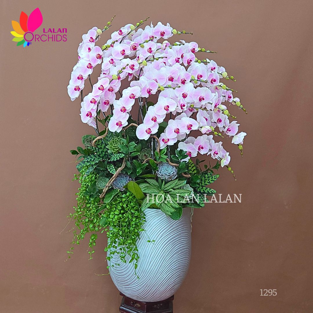 Lan hồ điệp hồng phấn cao cấp tặng sinh nhật - LHD1295