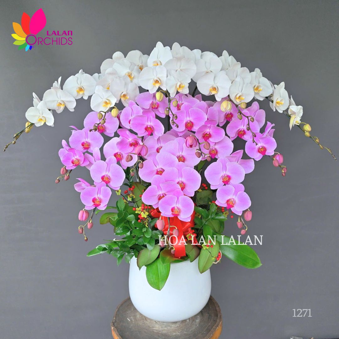 LAN HỒ ĐIỆP TRẮNG HỒNG| QUÀ TẶNG PHONG THỦY SANG TRỌNG