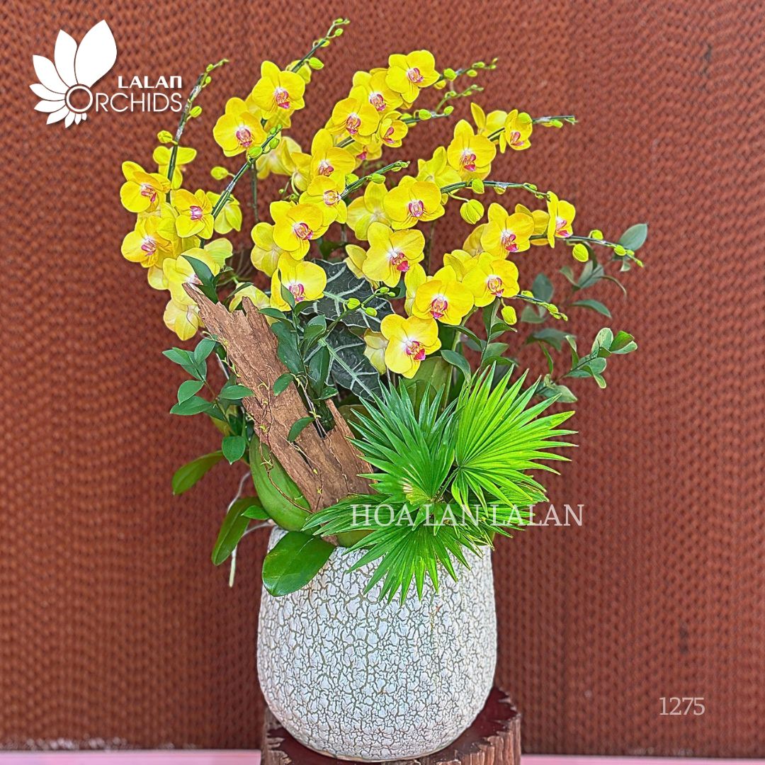 LAN HỒ ĐIỆP VÀNG PHÚ QUÝ | QUÀ TẶNG DOANH NGHIỆP CAO CẤP