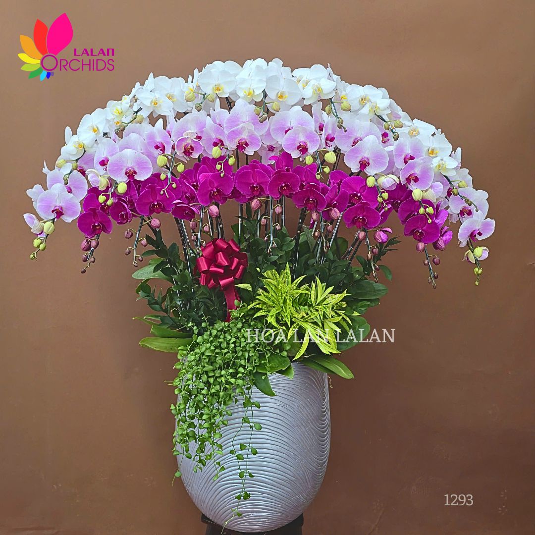 Lan hồ điệp mix màu trắng hồng tím | Quà khai trương cao cấp