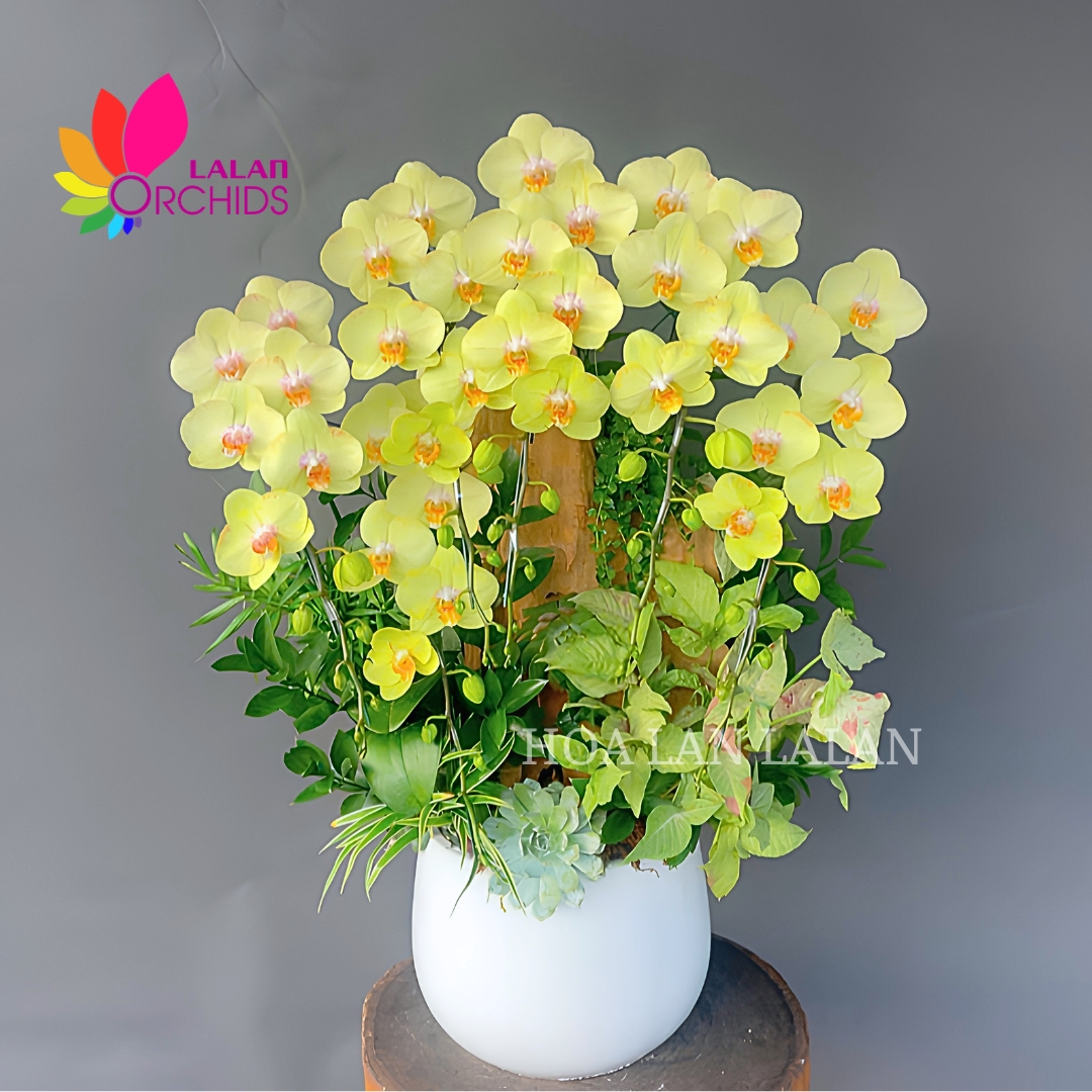 lan hồ điệp xanh; hoa lan hồ điệp xanh; hoa lan xanh; hoa lan màu xanh; hoa phong lan xanh; lan hồ điệp xanh táo; lan hồ điệp màu xanh; hồ điệp xanh