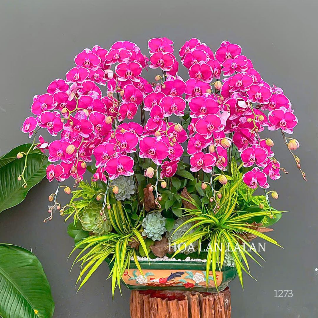 lan hồ điệp
