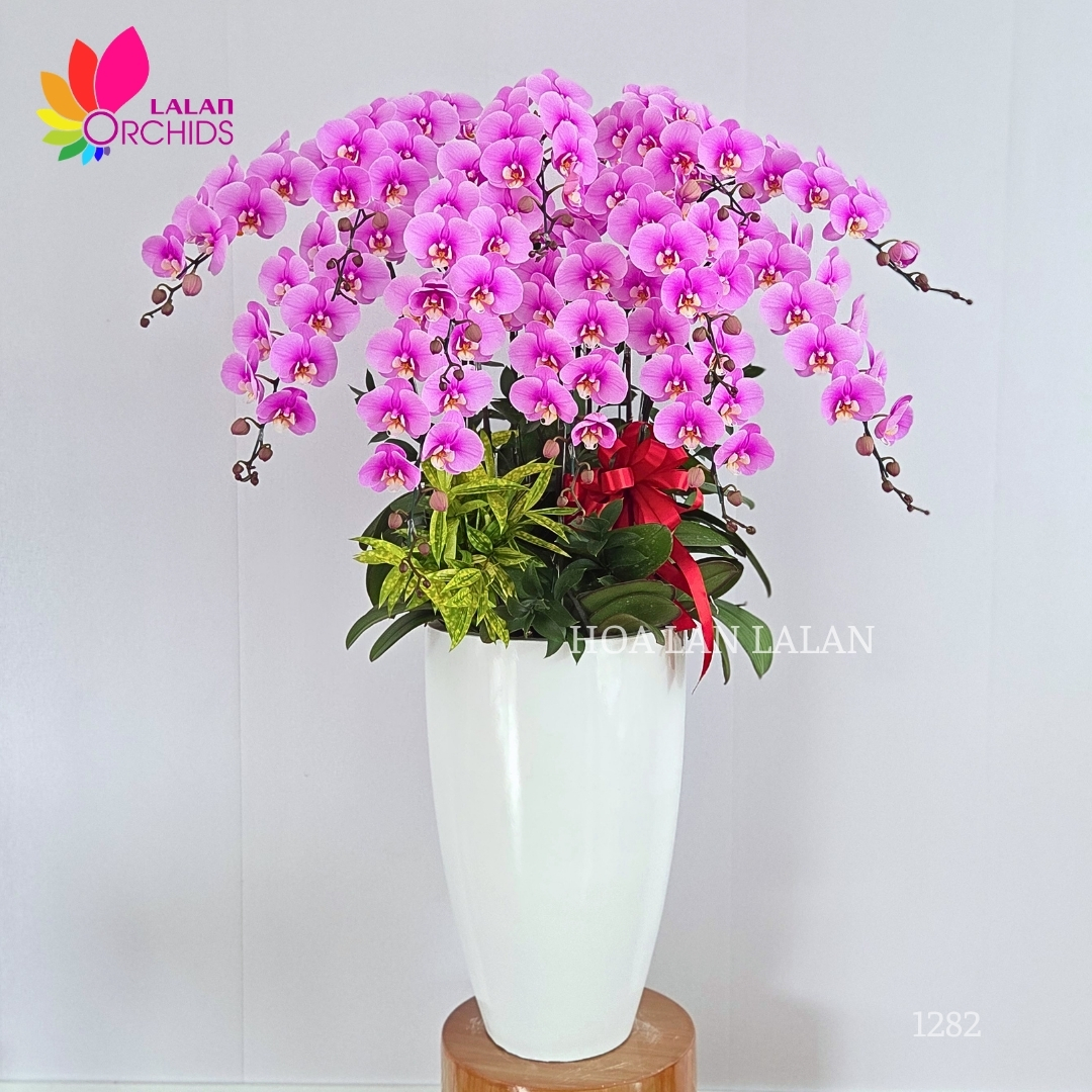 Lan hồ điệp hồng Anna 12 cành - LHD1282