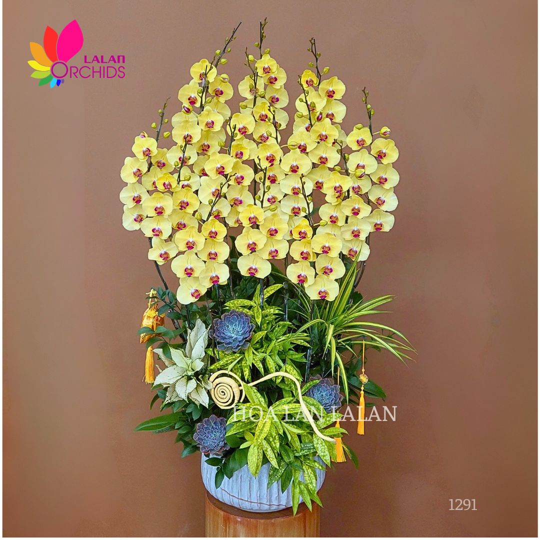 Lan hồ điệp vàng 15 cành - LHD1291