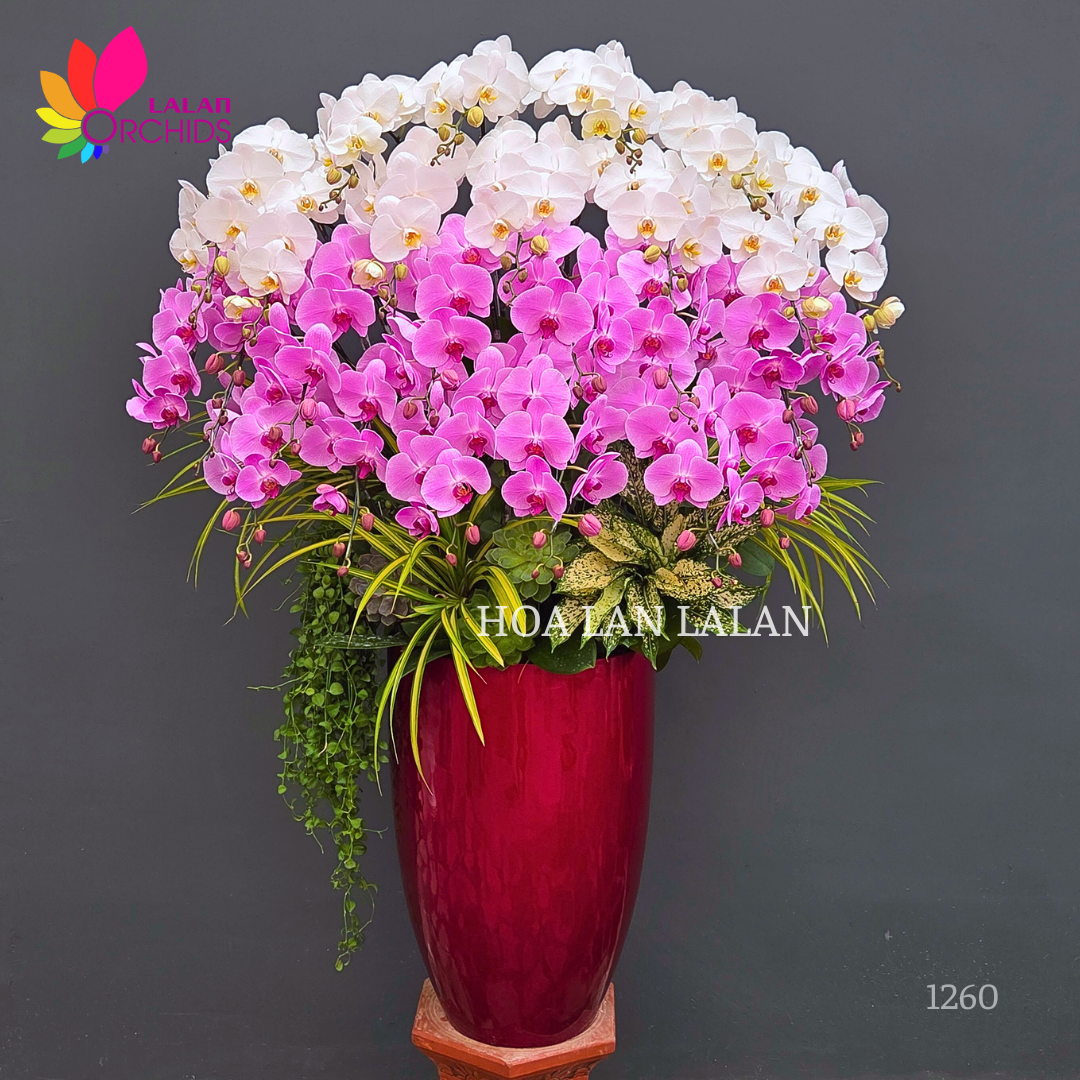 lan hồ điệp trắng hồng 25 cành
