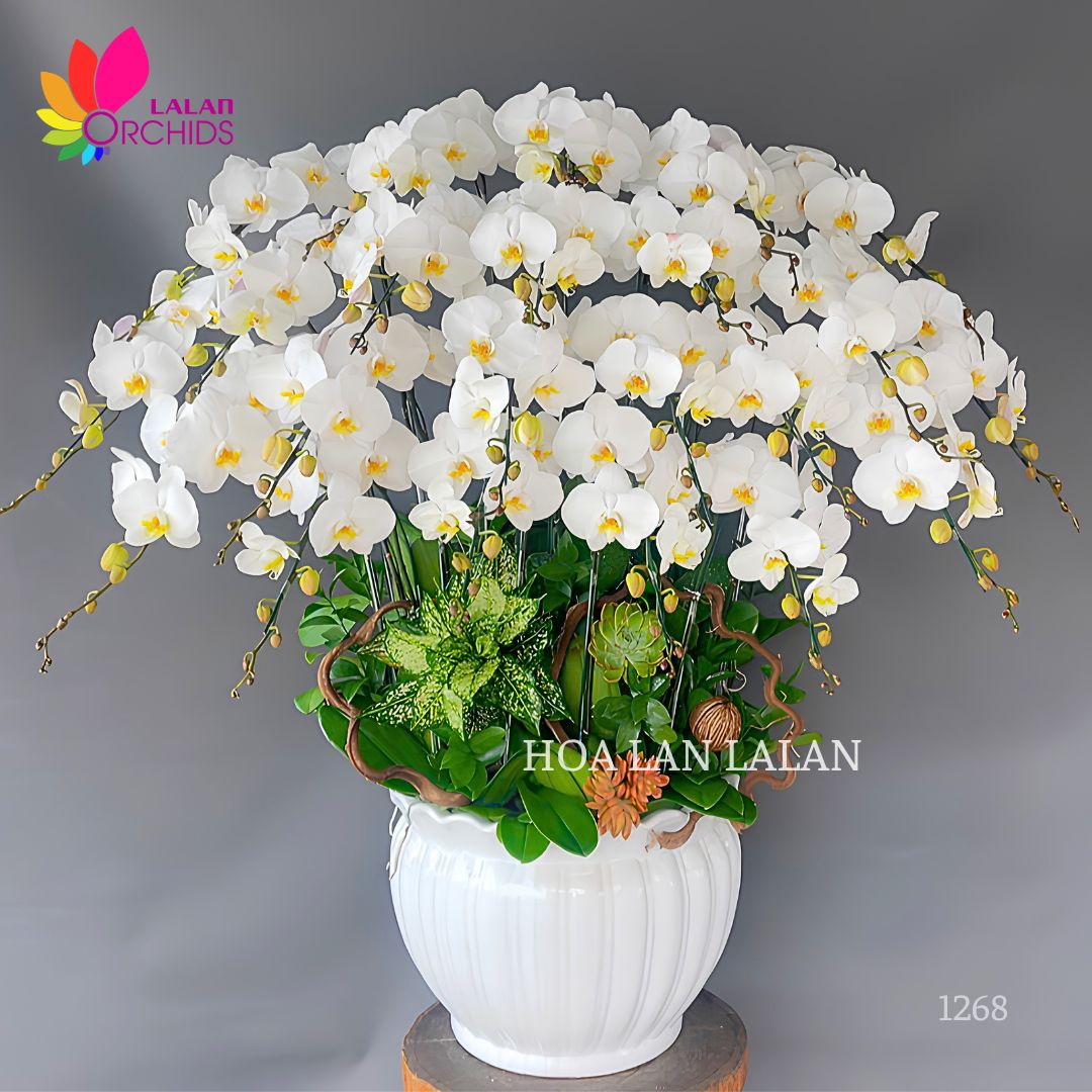 Lan hồ điệp trắng 22 cành cao cấp - LHD1268