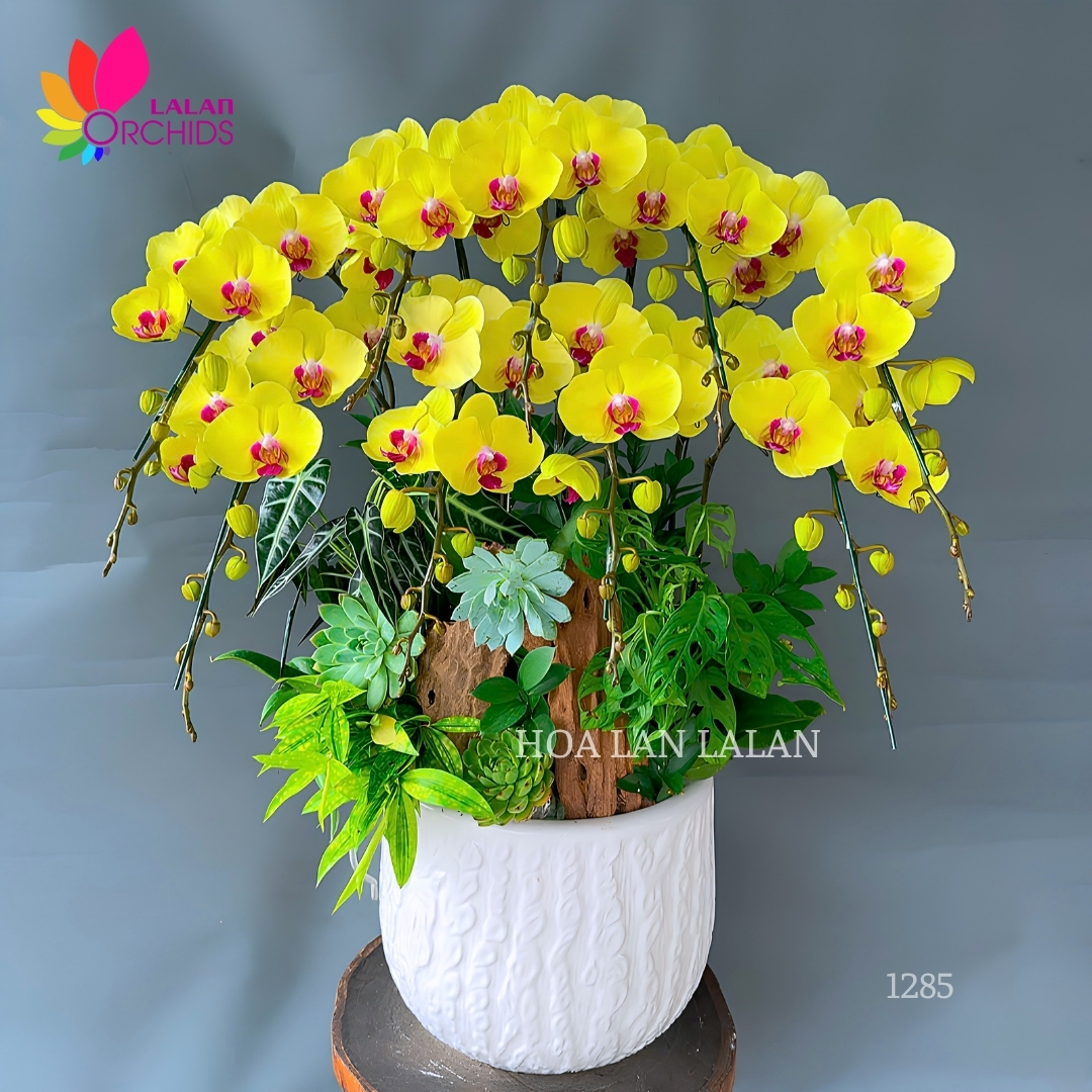 Lan hồ điệp vàng tài lộc 9 cành