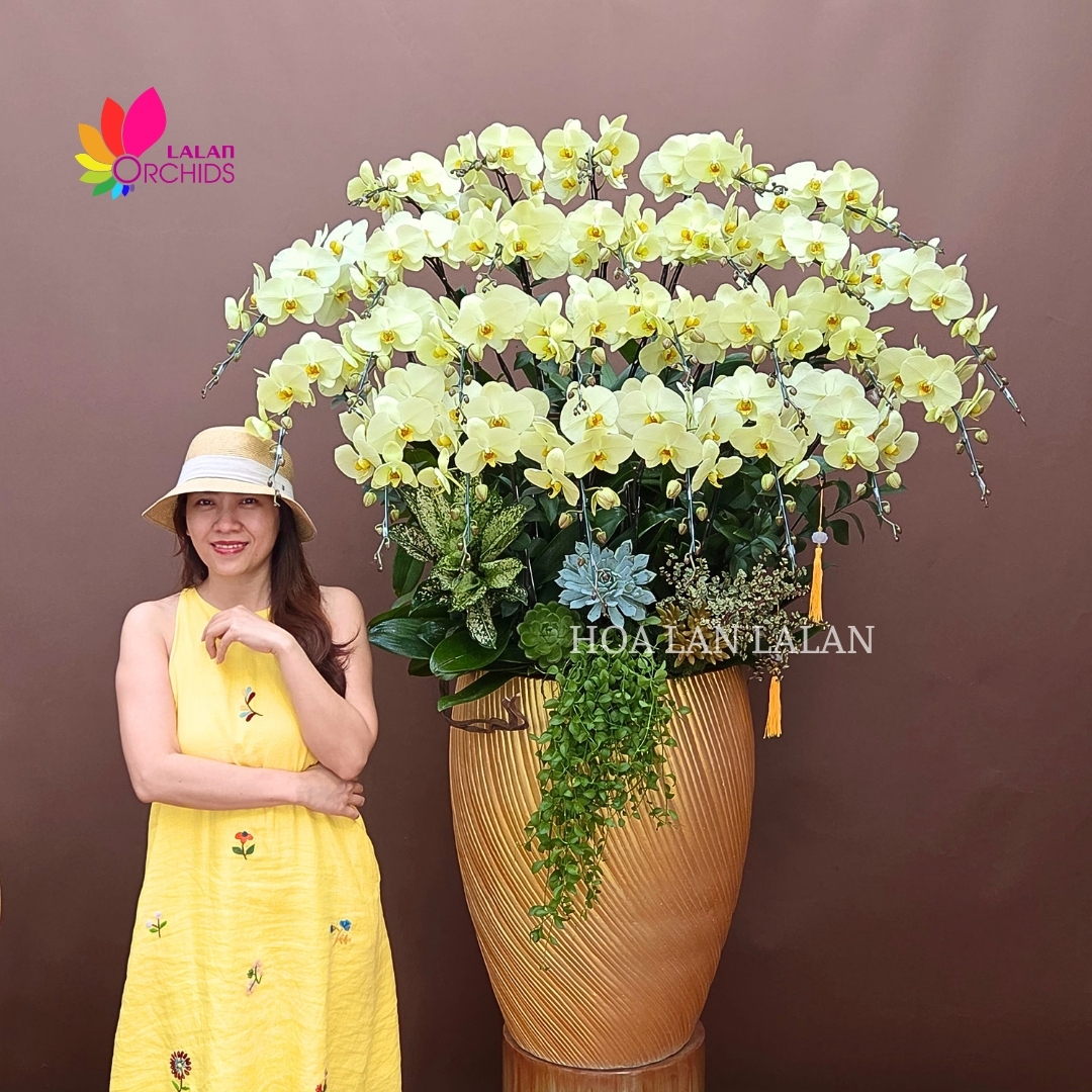 LAN HỒ ĐIỆP XANH BƠ - CHẬU HOA KHAI TRƯƠNG CAO CẤP