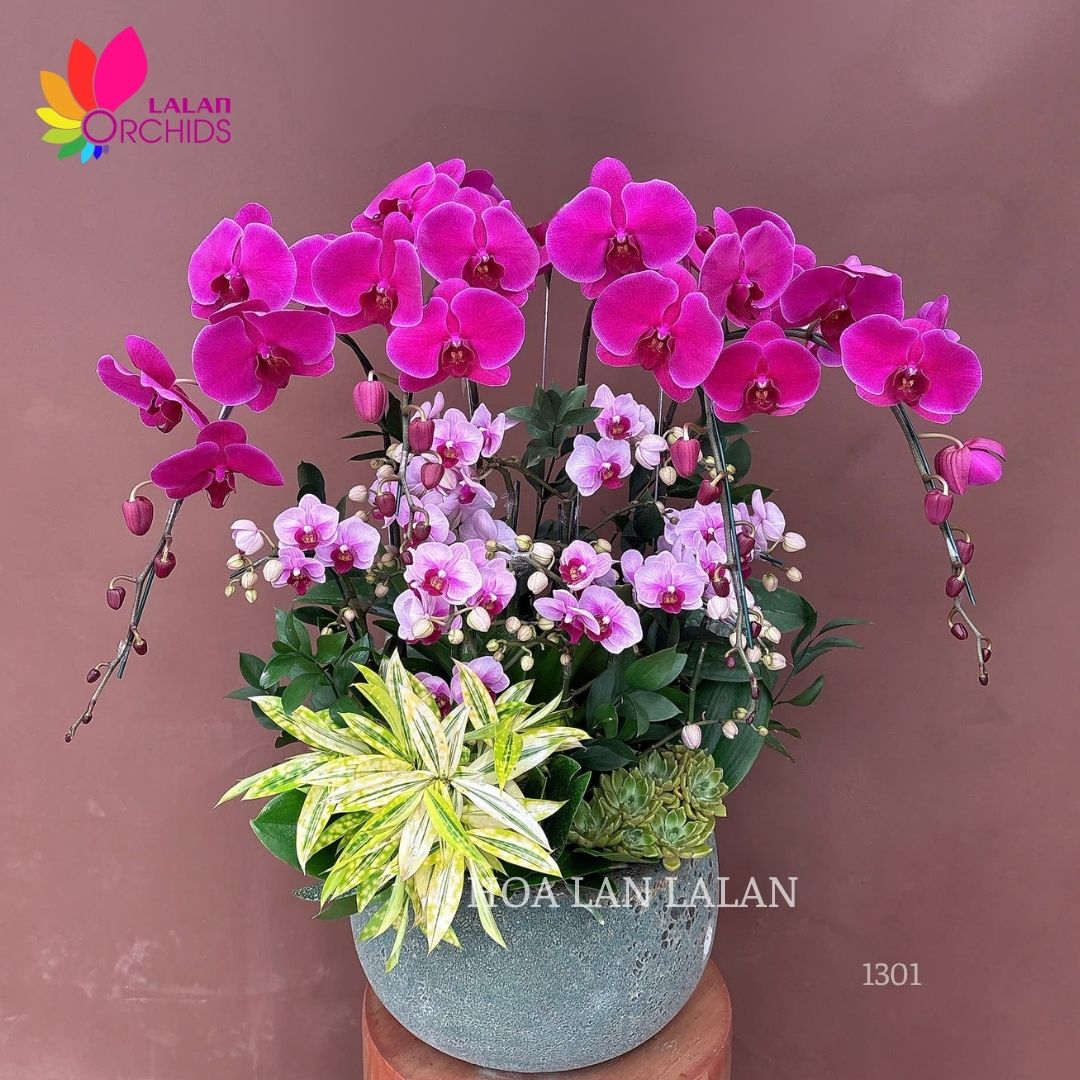 Lan hồ điệp tím mix tiểu hồ điệp - LHD1301