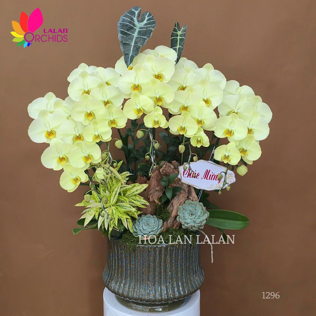 Lan hồ điệp xanh bơ 5 cành tài lộc - LHD1296