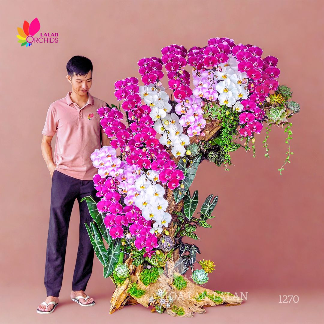 LAN HỒ ĐIỆP GHÉP LŨA NGHỆ THUẬT QUÀ TẶNG DOANH NGHIỆP CAO CẤP