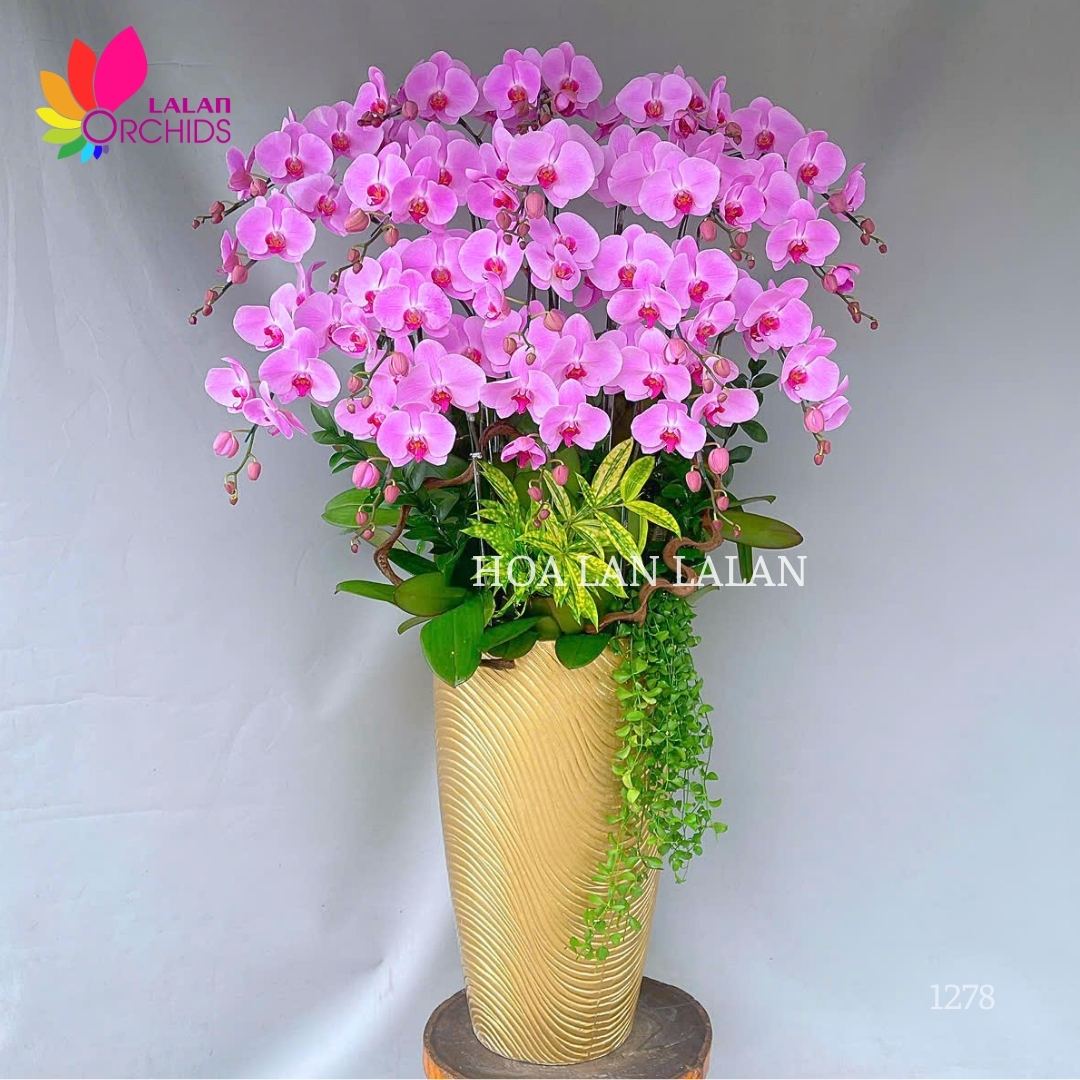 Lan hồ điệp hồng 18 cành - LHD1278