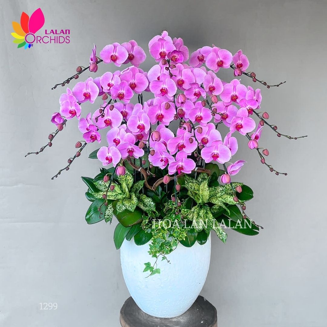 Lan hồ điệp hồng 15 cành - LHD1299